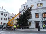 V úterý ráno pracovníci technických služeb vztyčili vánoční strom před radnicí.