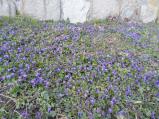 Úžasný koberec z fialek lze nyní vidět u hřbitovní zdi na Karlově.