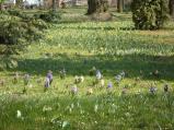 V zámeckém parku rozkvetly cibuloviny - hyacinty a narcisy.