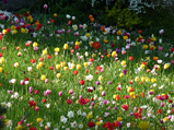 V zámeckém parku je opět po roce k vidění záplava barevných tulipánů.