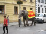 Cirkus KING propaguje živý slon, který se prošel i po náměstí.