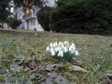 Jaro se blíží. Na Čechově ulici rozkvetly první sněženky.