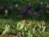 Jaro je zase o kus dál. V zámeckém parku se ke stovkám barevných hyacintů přidaly květem minitulipány a tisíce narcisů.