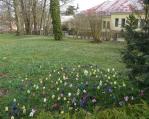 Zámecká zahrada opět rozkvetla. Právě v těchto dnech jsou k vidění barevné hyacinty, minitulipány a stovky narcisů. To stojí za vidění.