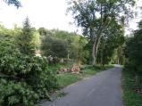 Na cyklostezce do Mostišť spadl velký vzroslý strom.