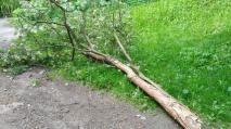 Pod vlivem silného větru se večer v Čechákách zlomil strom a jeho kmen spadl na cestu.
