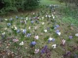 Hyacinty i další jarní cibuloviny teď opět zdobí zámeckou zahradu.