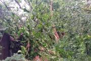 Prudký poryv větru před bouřkou napáchal škody ve Velkém Meziříčí. Hasiči aktuálně zasahují na Mírové ulici, kde spadl vzrostlý strom do zahrady.