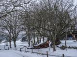 Památný dub v Oslavičce, jehož stáří se odhaduje až na 450 let, se rozlomil.