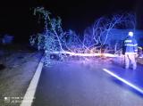 Při večerní bouřce spadla bříza na Františkově u KBB přes celou silnici. Strom přijeli odklízet hasiči.