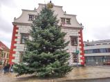 Glauca neboli Jedle ojíněná letošní vánoční strom před radnicí.