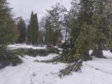 Sníh poškodil mnoho stromů a keřů na hřbitově na Karlově.