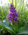 Nedaleko Netina u rybníku Vrkoč opět vykvétají orchideje Prstnatce májové. 
