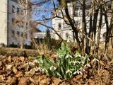 Sněženky v zámecké zahradě.