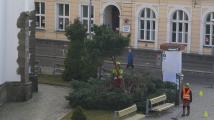 Začalo odstraňování zeleně před rekonstrukcí náměstí.