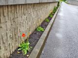 Okrasné máky různých barev budou letos kvést v úzkém pásu kolem protipovodňové stěny u řeky Balinky při cestě na místní koupaliště.