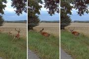 U obce Studnice byli spatřeni volně pobíhající daňci.