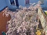 Ve SVITU rozkvetla SAKURA.