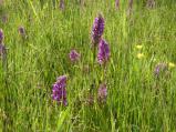 Stovky překrásných orchidejí vykvetly na louce pod rybníkem Vrkoč nedaleko Netína. Možnost prohlédnout si je máte tuto neděli a to s poutavým výkladem odborníka Mgr. Filipa Lysáka.