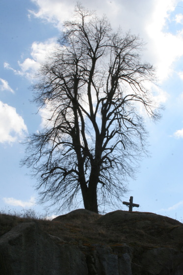 Lípa u Oslavice.