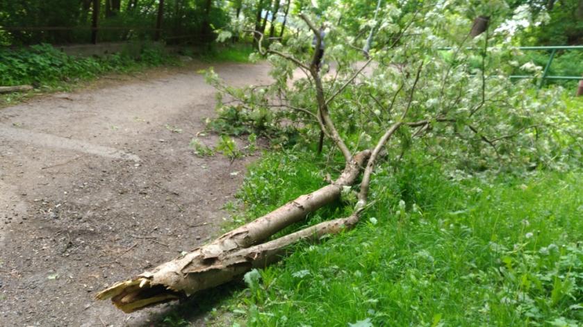 Silný vítr ve středu večer zlomil strom v Čechákách