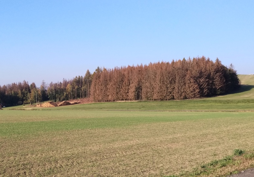 Kůrovcová kalamita na Vysočině - 150 tisíc kůrovců stačí na napadení až osmi nových zdravých stromů