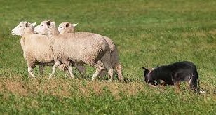Závody v ovládání ovcí pomocí ovčáckého psa Pavlínov