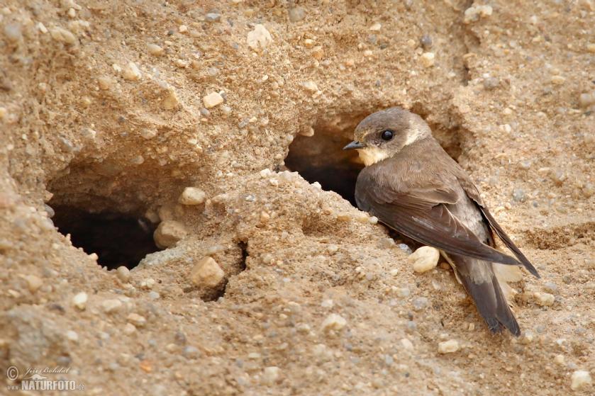 Kde v Česku hnízdí břehule říční? Ornitologové to chtějí zjistit za pomoci dobrovolníků