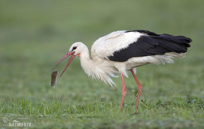 Hraboši patří mezi nejčastější kořist čápa bílého. V hnízdním období jich za den dokáže ulovit několik desítek. foto: Jiří Bohdal
