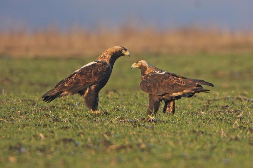 U dospělých jedinců orla královského jsou dobře patrné světlé skvrny na zádech připomínající královský hermelín. foto: András Kovács
