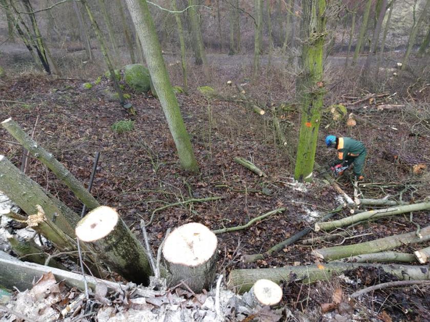Hasiči se účastnili kácení stromů ve špatně přístupném terénu v Čechových sadech