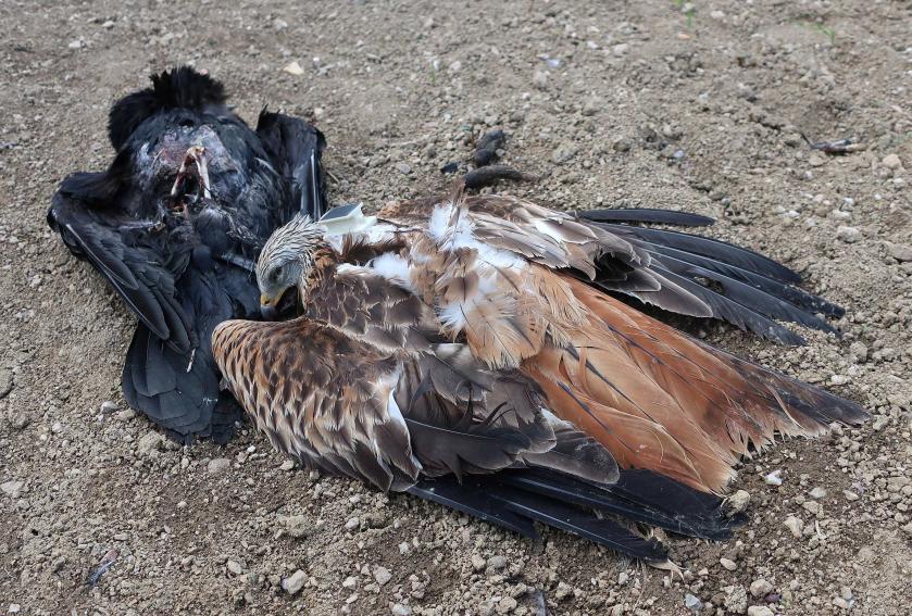 Traviči se Vysočině nevyhýbají, poslední obětí je samice orla mořského