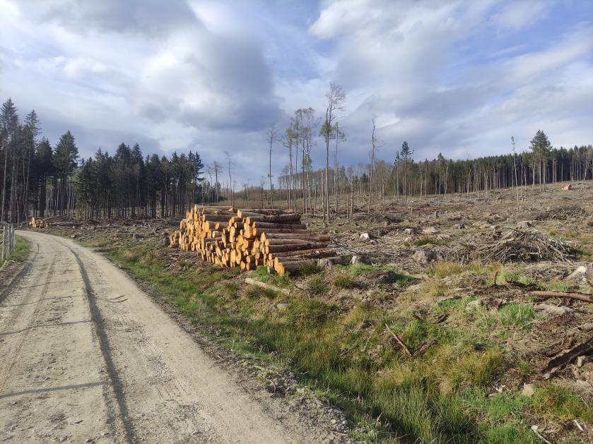 Současné počasí i příznivá situace na trhu se dřevem jsou dobrou šancí pro lesy na Vysočině