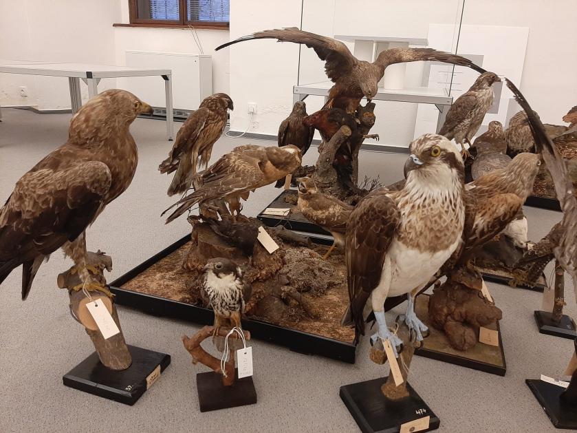 Meziříčské muzeum zapůjčilo část své ornitologické sbírky do Šlapanic u Brna