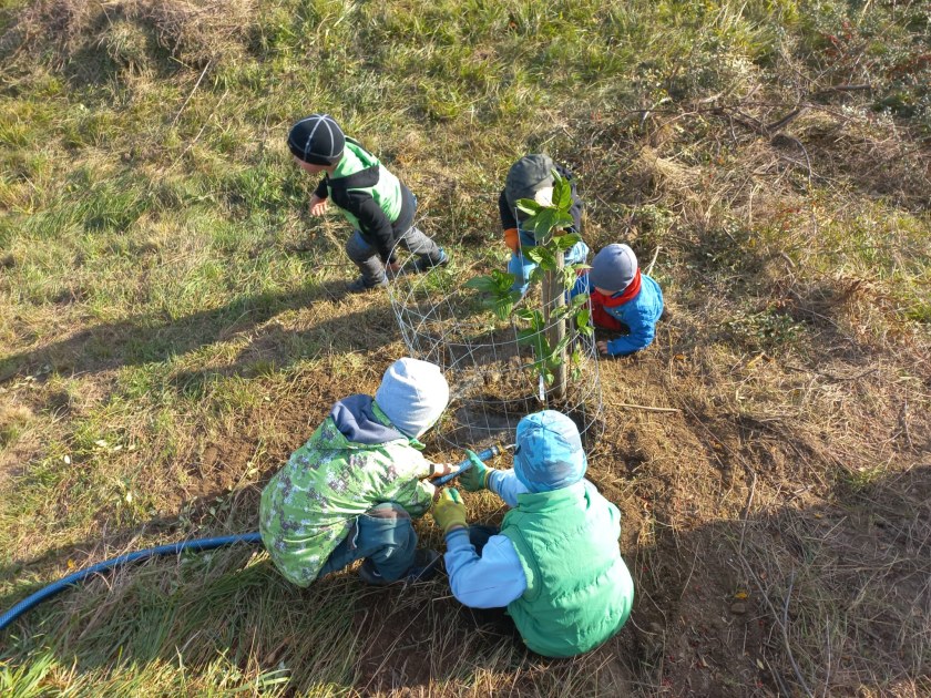 V okolí hasičského hřiště ve Lhotkách dobrovolníci vysadili ovocné stromy a keře