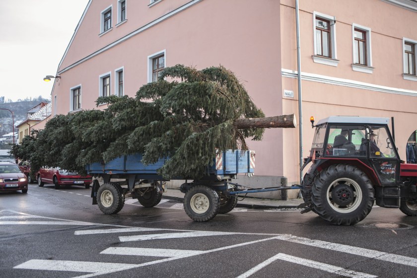 Vánoční strom před radnicí již stojí