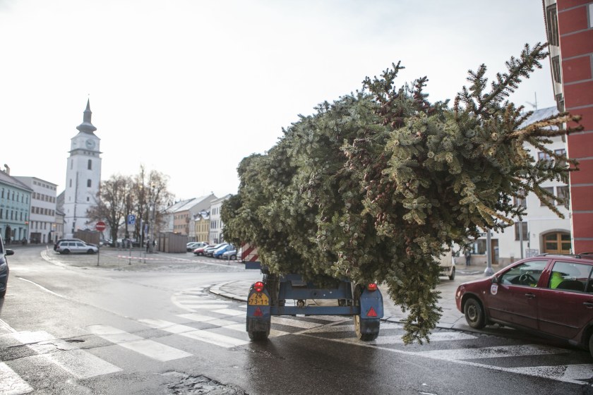 Vánoční strom před radnicí již stojí