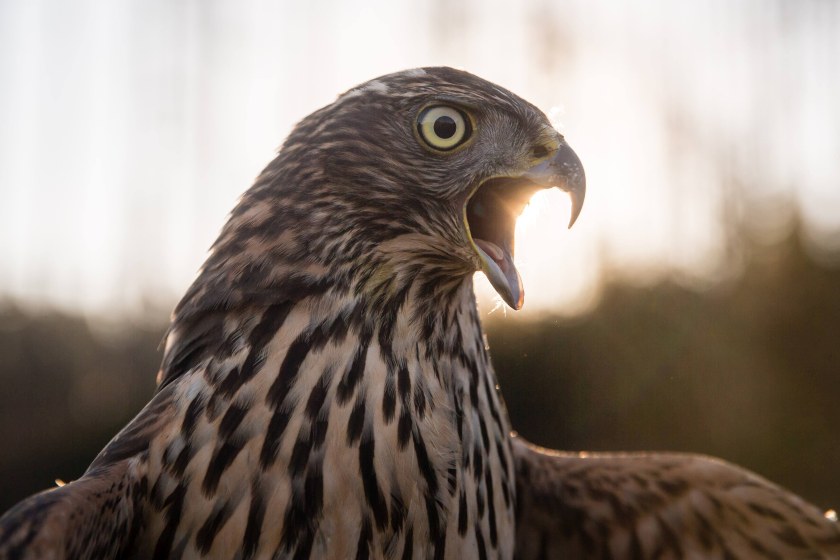 Ornitologové mají plné ruce práce s ochranou hnízd dravců a sov