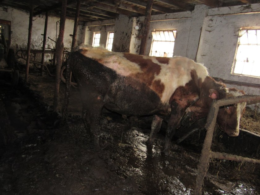 Trýzněný býk, vyfoceno v r. 2022. foto: archiv autorky