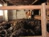 Mrazivé svědectví: Týrání hospodářských zvířat na Velkomeziříčsku